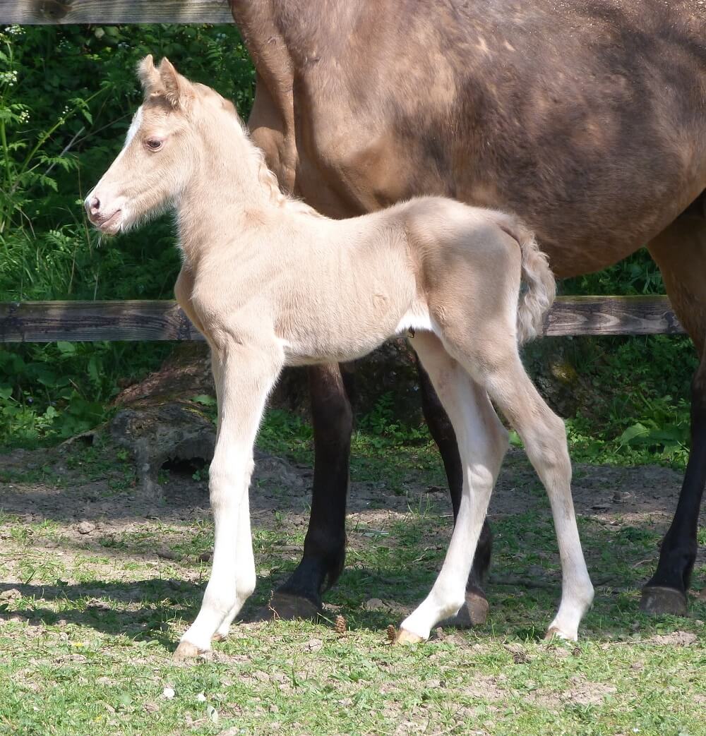 Expat Morgans leading sport stud farm in Europe